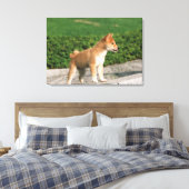 Toile Midget Shiba 2 japonais (Insitu(Chambre))