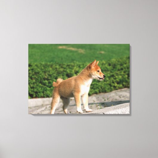 Toile Midget Shiba 2 japonais (Recto)