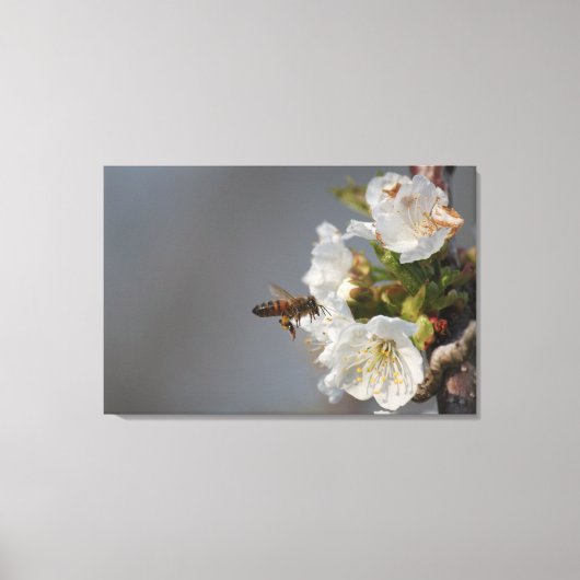 Toile Miel Bee (Recto)