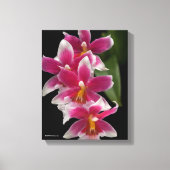 Toile Miltonioda Sakura (Recto)