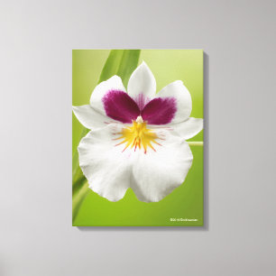 Toile Miltoniopsis Roezlii (orchidées de pensée)
