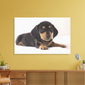 Toile Miniature Dachshund (Insitu(Salon))