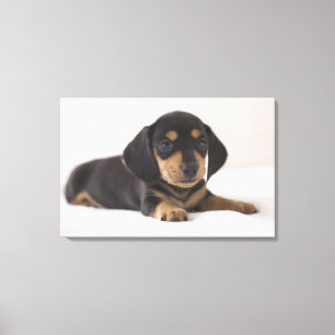Toile Miniature Dachshund