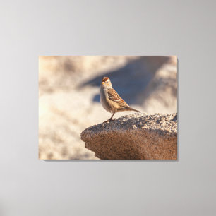 Toile Moineau friquet sur le rocher