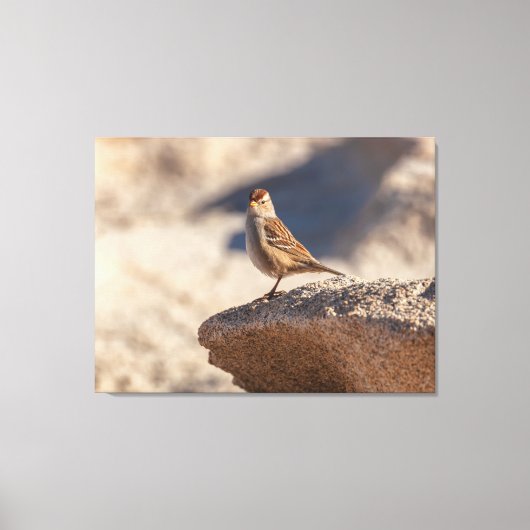 Toile Moineau friquet sur le rocher (Recto)