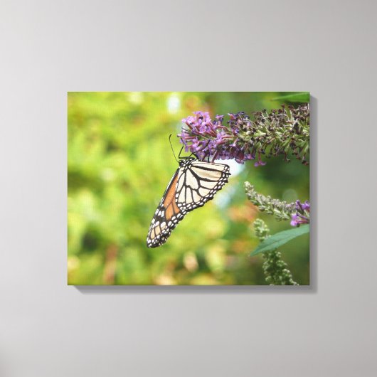 Toile Monarque papillon sur Buddleia pourpre (Recto)