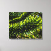 Toile Monkey Puzzle Tree - Photographie d'arbre (Recto)