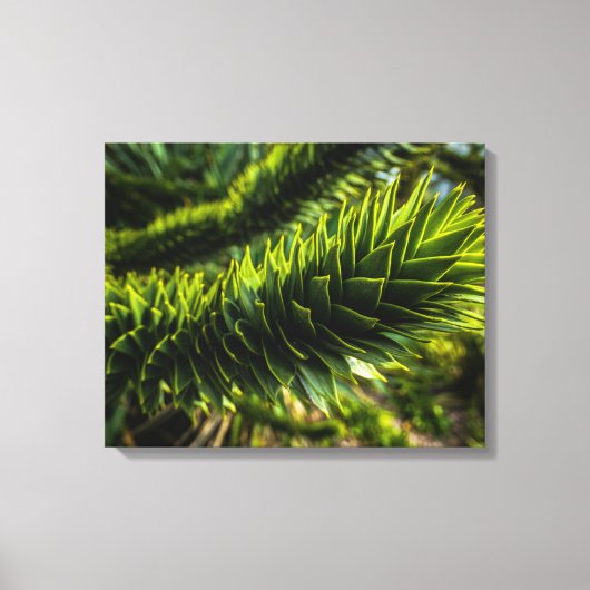 Toile Monkey Puzzle Tree - Photographie d'arbre (Recto)