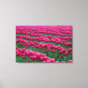 Toile Montrer le jardin de bulbes de tulipes à fleurs pr
