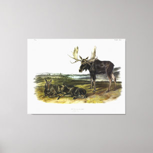 Toile Moose Deer (Moose - Alces alces) par Audubon