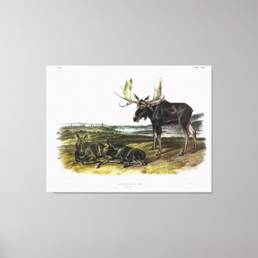 Toile Moose Deer (Moose - Alces alces) par Audubon (Recto)