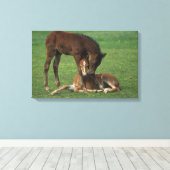 Toile Morgan Foals joue (Insitu (Plancher de Bois))