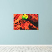 Toile mosquitus (Insitu (Plancher de Bois))