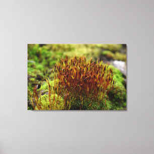 Toile Mosses