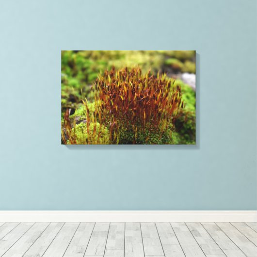 Toile Mosses (Insitu (Plancher de Bois))