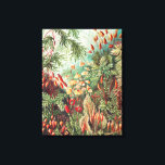 Toile Mosses, Muscinae Laubmoose par Ernst Haeckel<br><div class="desc">Mosses,  Muscinae Laubmoose par Ernst Haeckel Canvas Imprimer</div>