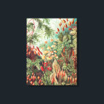 Toile Mosses, Muscinae Laubmoose par Ernst Haeckel<br><div class="desc">Mosses,  Muscinae Laubmoose par Ernst Haeckel Canvas Imprimer</div>