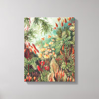 Mosses, Muscinae Laubmoose par Ernst Haeckel