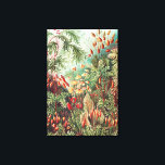 Toile Mosses, Muscinae Laubmoose par Ernst Haeckel<br><div class="desc">Mosses,  Muscinae Laubmoose par Ernst Haeckel Canvas Imprimer</div>