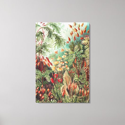 Toile Mosses, Muscinae Laubmoose par Ernst Haeckel (Recto)