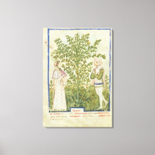 Toile Mot de passe Acq Lat Celery, de 'Tacuinum Sanitati (Recto)