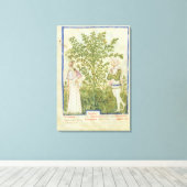 Toile Mot de passe Acq Lat Celery, de 'Tacuinum Sanitati (Insitu (Plancher de Bois))