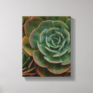 Toile Motif de fleurs vertes Succulent Photographie Plan