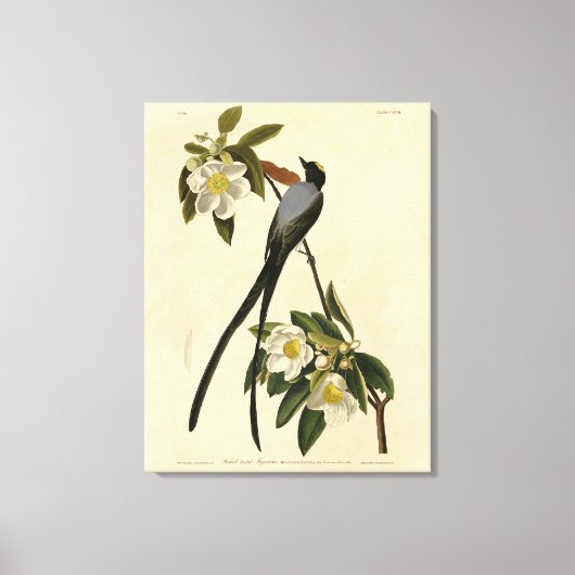 Toile Moucherolle à queue fourche, les oiseaux d'Amériqu (Recto)