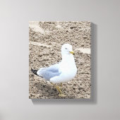 Toile Mouette (Recto)