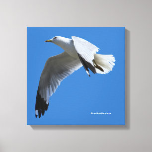 Toile Mouette à bec cerclé à vous couper le souffle en v