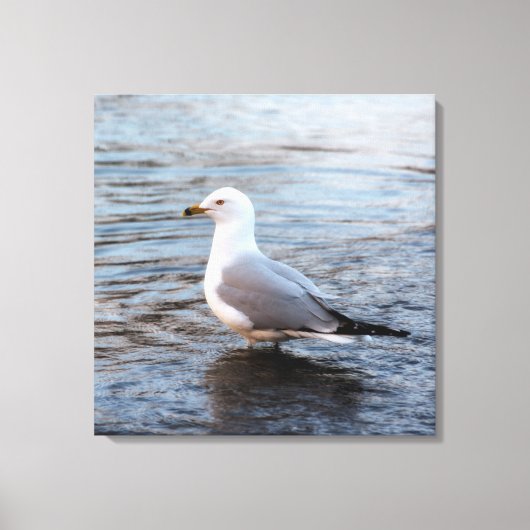 Toile Mouette dans l'eau avec lumière douce du matin (Recto)
