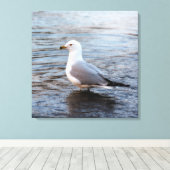 Toile Mouette dans l'eau avec lumière douce du matin (Insitu (Plancher de Bois))