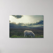 Toile Mouton (Recto)