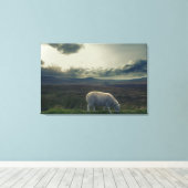 Toile Mouton (Insitu (Plancher de Bois))