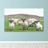 Toile Mouton des Shetland (Insitu (Plancher de Bois))