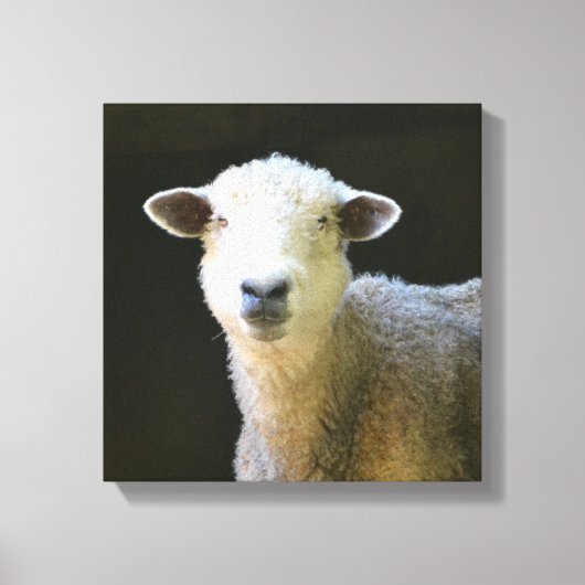 Toile Mouton doux (Recto)