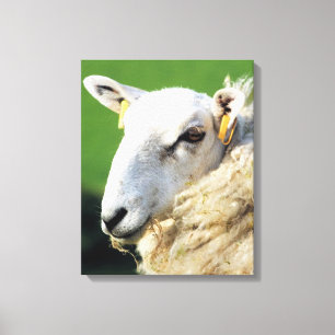 TOILE MOUTON MIGNON