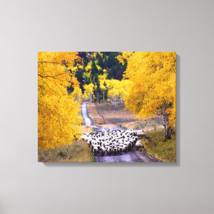Toile Mouton sur Country Road