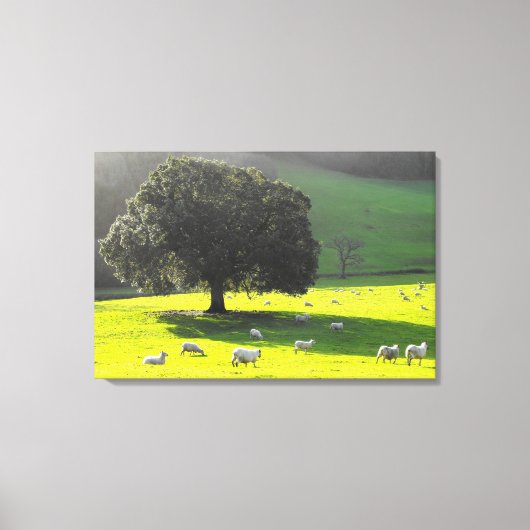 Toile Moutons au soleil du matin (Recto)