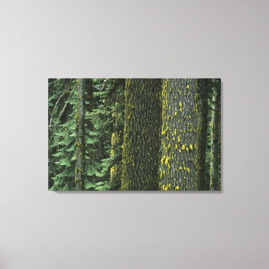 Toile Mt. Ashland, forêt nationale de Rogue River, (Recto)
