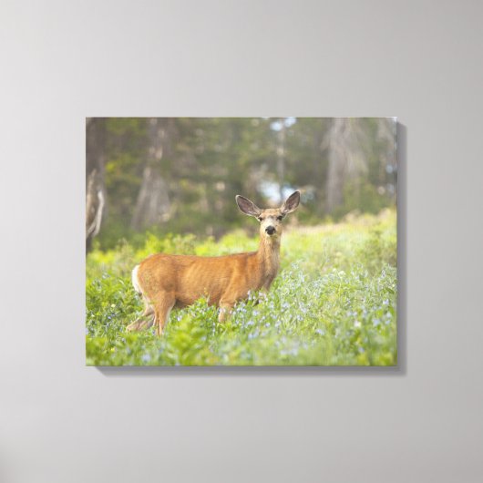 Toile Mule Deer (Odocoileus hemionus) dans la prairie (Recto)