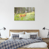 Toile Mule Deer (Odocoileus hemionus) dans la prairie (Insitu(Chambre))