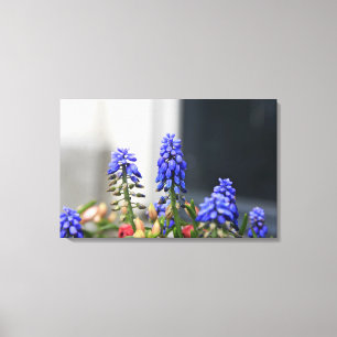 Toile muscari à grappe