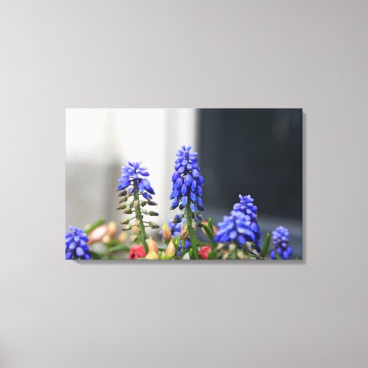 Toile muscari à grappe (Recto)