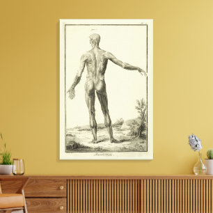 Toile Muscles Antiques, Anatomie Humaine par Denis Dider