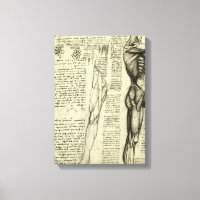 Muscles humains anatomiques de Léonard de Vinci