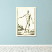 Toile Muscles vintages, Anatomie humaine par Denis Dider (Insitu (Plancher de Bois))