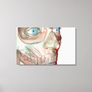 Toile Musculoskeleton du visage 3