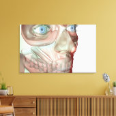 Toile Musculosquelette du visage 3 (Insitu(Salon))