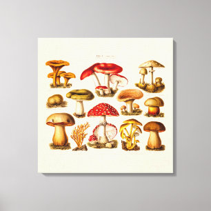 Toile Mushrooms de la variety rouge